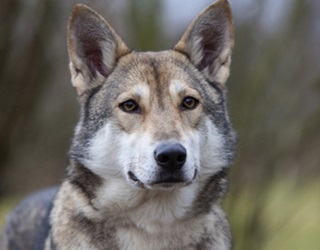 Descriere Saarloos Wolfdog, poze cu natura, totul despre caini (Saarloos Wolfdog) Descriere Saarloos Wolfdog, poze cu natura, totul despre câini