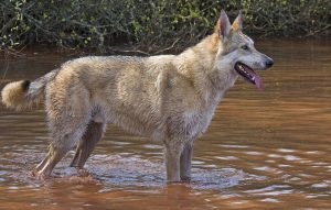 Descriere Saarloos Wolfdog, poze cu natura, totul despre caini (lup) Descriere Saarloos Wolfdog, poze cu natura, totul despre câini