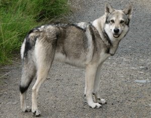 Descriere Saarloos Wolfdog, poze cu natura, totul despre caini (Saarloos Wolfdog) Descriere Saarloos Wolfdog, poze cu natura, totul despre câini