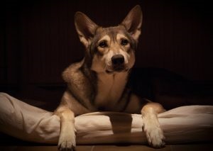 Descriere Saarloos Wolfdog, poze cu natura, totul despre caini (Saarloos Wolfdog) Descriere Saarloos Wolfdog, poze cu natura, totul despre câini