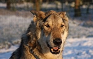 Descriere Saarloos Wolfdog, poze cu natura, totul despre caini (Saarloos Wolfdog) Descriere Saarloos Wolfdog, poze cu natura, totul despre câini