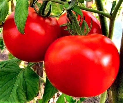 Totul despre tomate liang, localizare, comentarii și fotografii (foto randamentele comentarii tomate) Totul despre tomate liang Descriere, recenzii și fotografii