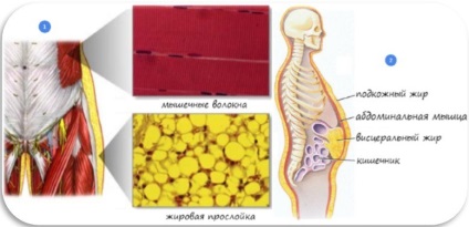 De ce avem nevoie de grăsimi care fac grăsimile din corp (grăsime) De ce avem nevoie de grasimi care fac grasimea din organism