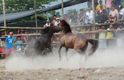 lupte de cai interzise (CP) luptă cal interzis