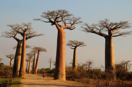 Animale și plante savană (plante savană din Africa) Animale și plante savană