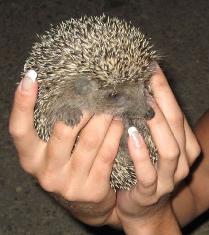 F ordinară (Hedgehog) F ordinară