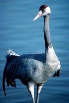 Macara - Macara, Bird (Crane) Macara - macara, pasăre