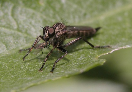 Înțeles insecte (fluturi whiteflies familiale dăunătoare) Înțeles insecte