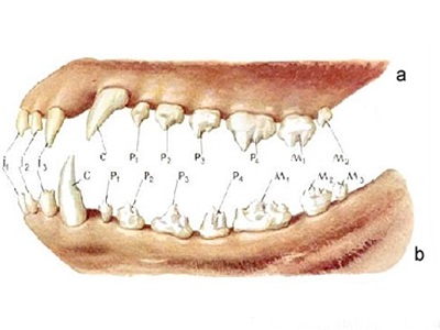 Tooth куче формула - схематично разположение на зъбите