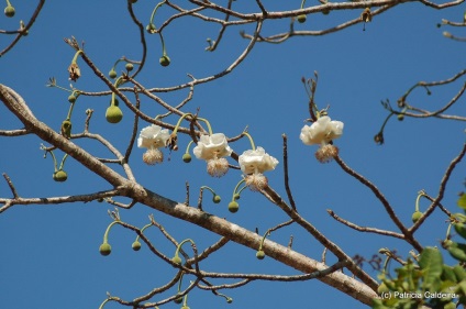 baobab - un simbol al Madagascar - Ghid de călătorie - lumea este frumoasă! (Călătorii) baobab - un simbol al Madagascar - Ghid de călătorie - lumea este frumoasă!