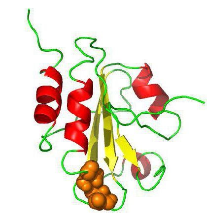 Clasificarea proteinelor din structura de proteine ​​si functia