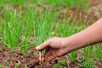 Ceapa fertilizate pe stilou