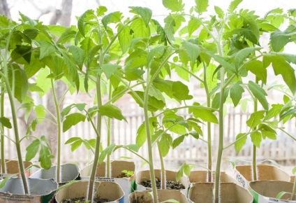 Ce se poate face în cazul în care răsaduri de tomate tomate crescut de plantare, cum să planteze într-o seră