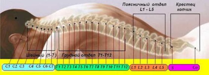 Care este nervul spinal