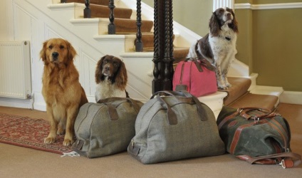 Casa Dogvacay - mai bine decât un hotel, o istorie scurtă de un taxi lung (mii de iubitori de câini) Casa Dogvacay - mai bine decât un hotel, un teckel lung poveste scurtă