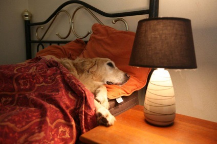 Casa Dogvacay - mai bine decât un hotel, o poveste scurtă teckel lung (dogvacay) Casa Dogvacay - mai bine decât un hotel, un teckel lung poveste scurtă