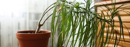 Dracaena marginata fasonare și formare (Dracaena) Dracaena marginata fasonarea și formarea