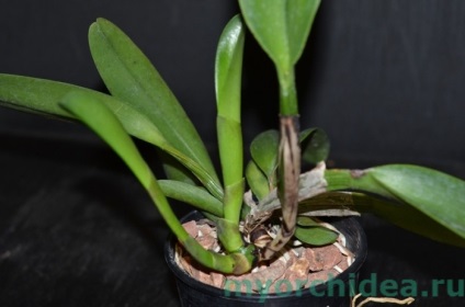 reproducere Phalaenopsis la domiciliu cu fotografie