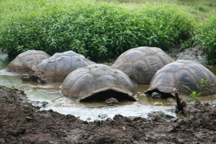 Galapagos Galápagos broască țestoasă