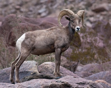 oi de munte, enciclopedie animale