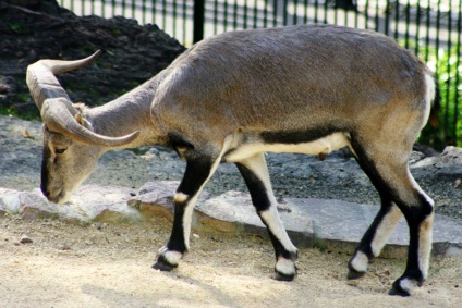 oi de munte, enciclopedie animale