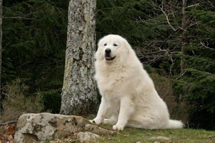 Shepherd italian (Maremma) mărimea, natura, foto, comentarii