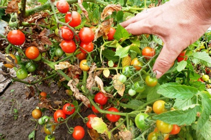 Care sunt cele mai bune soiuri de tomate pentru sărarea pentru iarnă ar trebui să fie selectate pentru plantarea în zona