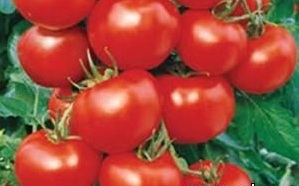 Care sunt cele mai bune soiuri de tomate pentru sărarea pentru iarnă ar trebui să fie selectate pentru plantarea în zona