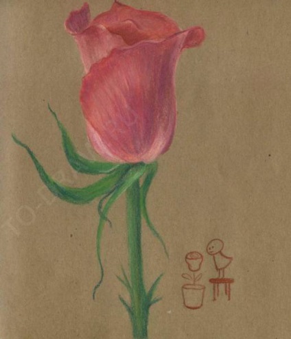 Cum de a desena un trandafir creioane pastel etape plante