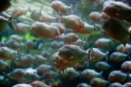 Ce-i place - să fie mâncat de viu de piranha adfave (ce) Ce-i place - să fie mâncat de viu de piranha adfave