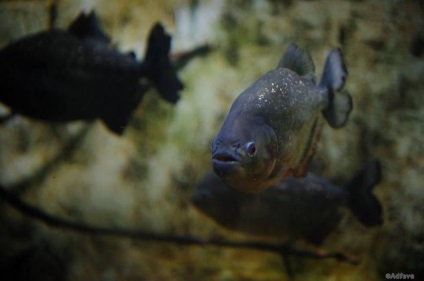 Ce-i place - să fie mâncat de viu de piranha adfave (ce) Ce-i place - să fie mâncat de viu de piranha adfave
