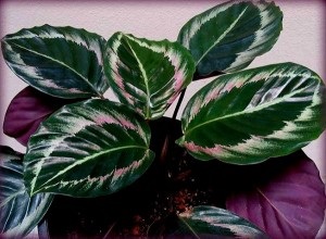 Ceea ce are nevoie de îngrijire chic Calathea acasă decora interior!