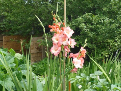 Cum să planteze și să aibă grijă de gladiole