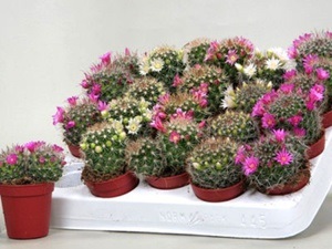 specii de plante Cactus Mammillaria, îngrijire la domiciliu și regulile conținutului