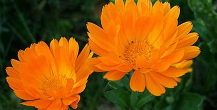 Calendula par