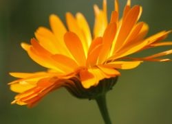 Calendula par 1