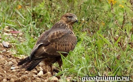 Buzzard pasăre