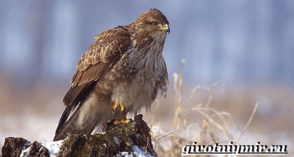 Buzzard pasăre