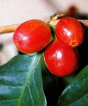 cultivarea de cafea de îngrijire copac, caracteristici, fotografii, clipuri video