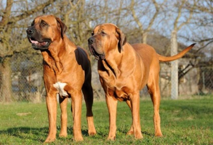 Cine sunt animalele sari mai mare și mai departe toate fotografiile animale care sare de mai sus și dincolo de orice planeta (animale) Cine sunt animalele sari mai mare și mai departe toate fotografiile animale care sare de mai sus și dincolo de toată planeta
