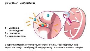 pacea L-carnitină rău, fără a dăuna (carnitină) L-carnitină prejudiciu de pace, fără a dăuna