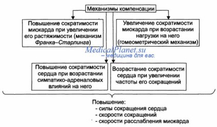 Mecanismele de dezvoltare a insuficienței cardiace