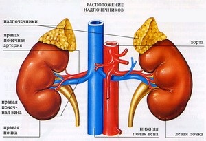 Glandele suprarenale ajuta retrăiesc stres si de a reglementa procesele metabolice