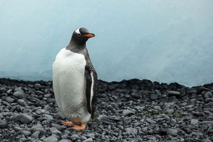 păsări nezburătoare Penguins - apa - sursa de frumusețe și de tineret