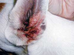 câini cerumen - tratament, diagnostic, simptome de otită fungice la câini de la Moscova