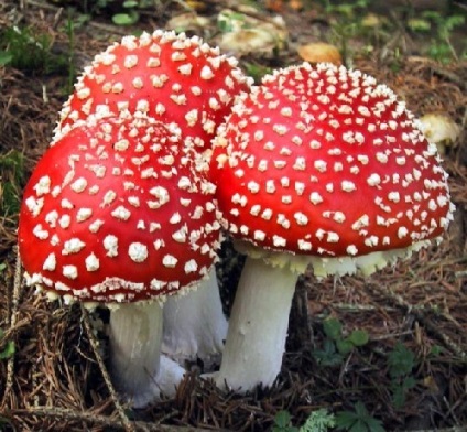 De ce ciuperca numita - Fly agaric (de ce) De ce ciuperca numit - Fly agaric