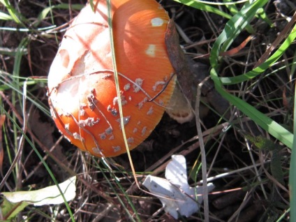 De ce ciuperca numita - Fly agaric (Amanita) De ce ciuperca numit - Fly agaric