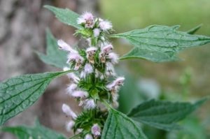 Motherwort scade sau crește feedback-ul de presiune