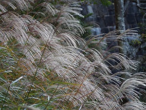 Miscanthus Plant - plantarea și îngrijirea în câmp deschis, fotografie Miscanthus, specii și varietăți de Miscanthus