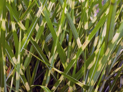 Miscanthus Plant - plantarea și îngrijirea în câmp deschis, fotografie Miscanthus, specii și varietăți de Miscanthus